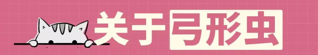 怀孕了能不能养宠物狗狗,怀孕为什么不能养狗狗