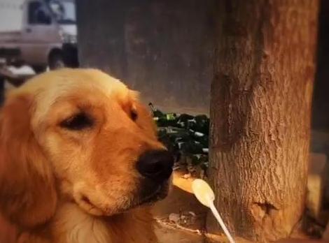 狗狗喜欢吃糖怎么办,狗狗解馋营养食品