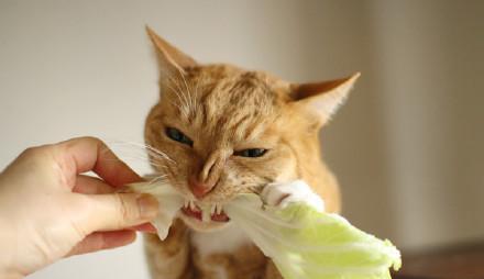 猫咪蹲坑没拉东西又去蹲是为什么,猫老是蹲坑但拉不出来是怎么回事