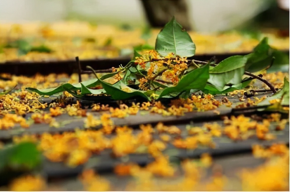 漫天香氛醉人~杭州的秋天从不让人失望!13个地方,秒出大片