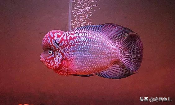 好养爆缸的小鱼,怎样养殖小鱼才能爆缸