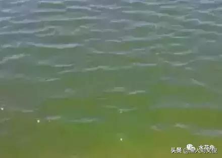 藻类图谱,水体藻类图谱和名称