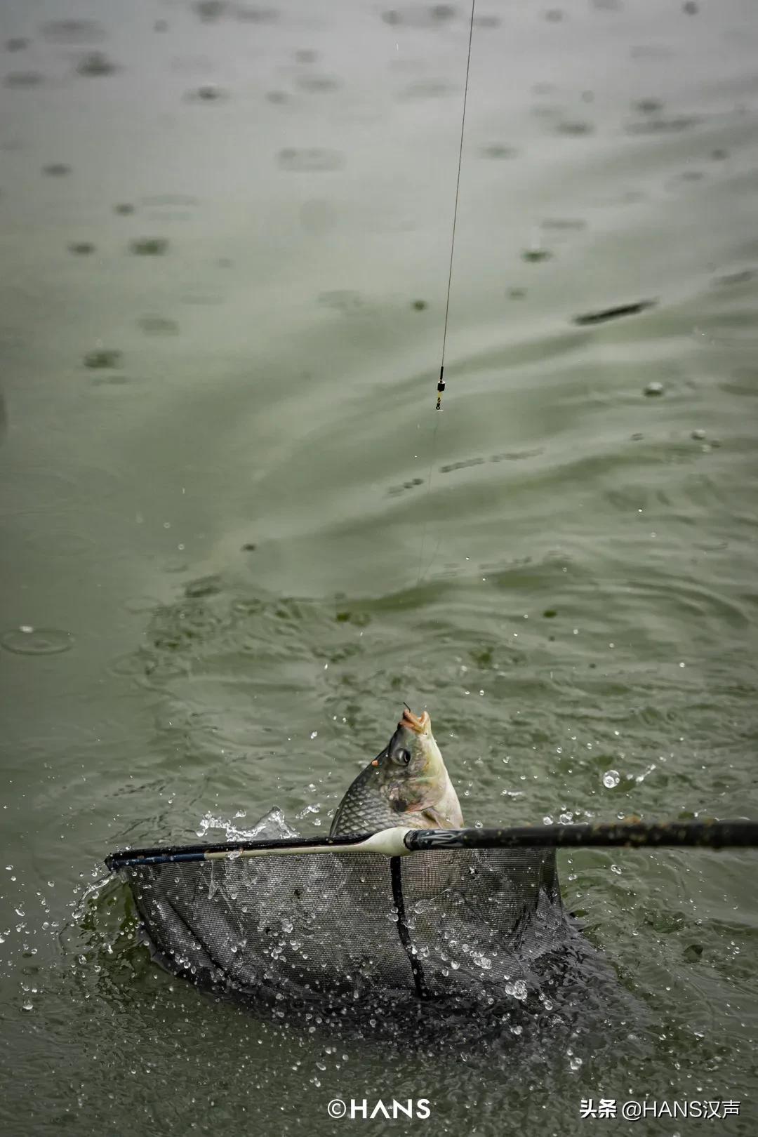 天元邓刚在湖北枣阳钓鱼的视频,武汉天元邓刚视频