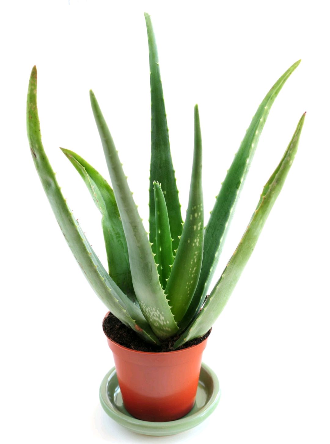 好养的盆栽花卉排名前十,盆栽花比较好养的有哪些