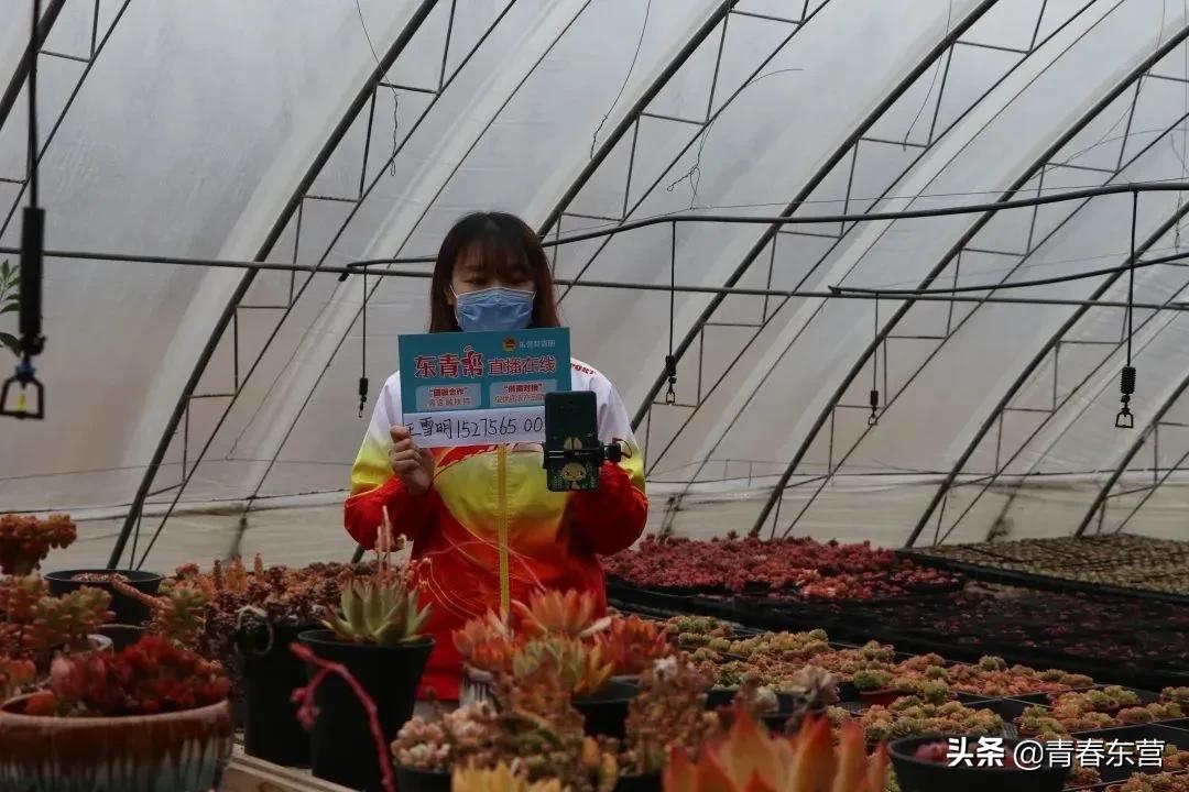 高沟村多肉种植基地直播,中庄多肉种植基地直播