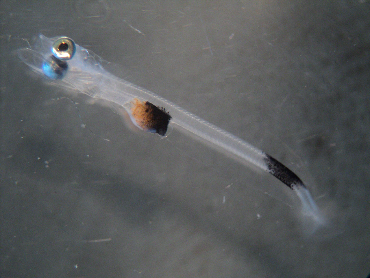 银鳕鱼智商税,银鳕鱼圈套