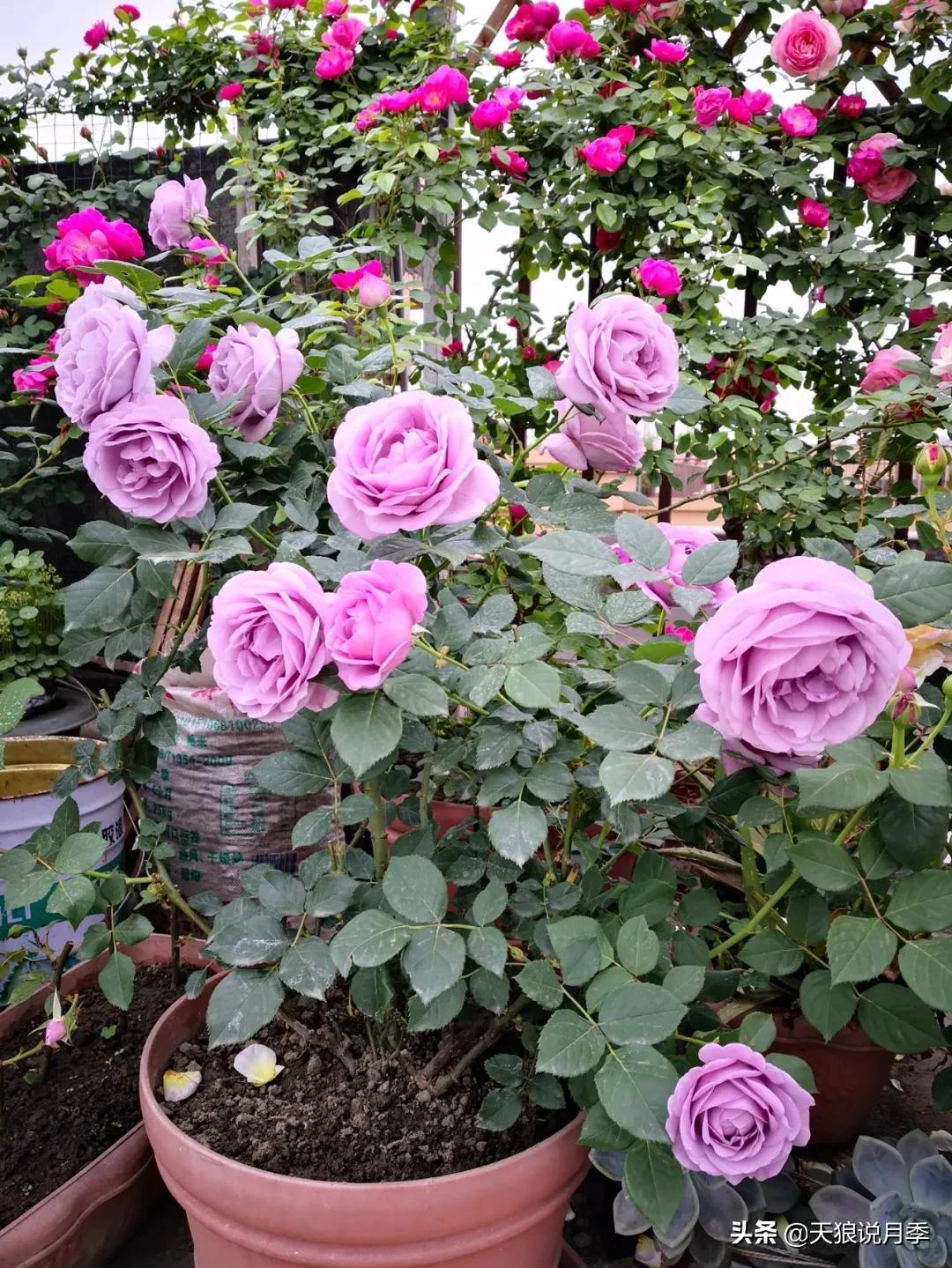 月季春季第一波花要不要剪,月季春季第一波花开后嫁接