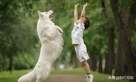 白色德牧和萨摩耶杂交犬,萨摩耶犬德牧