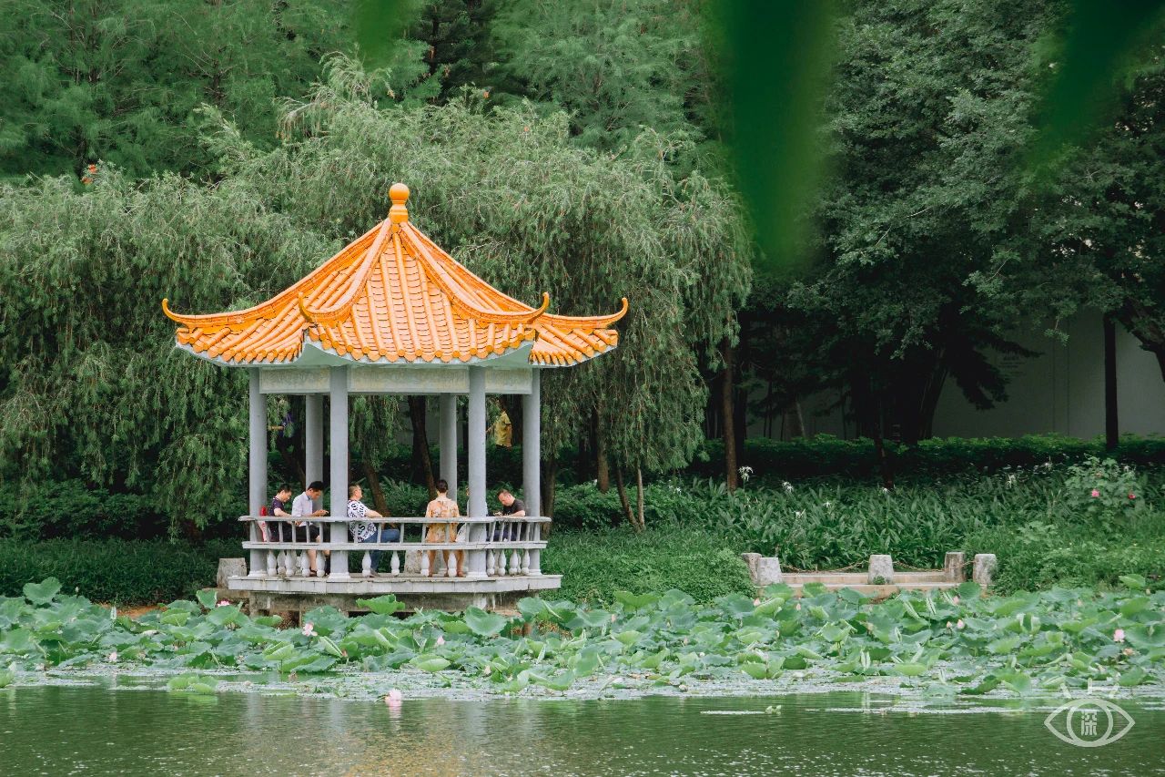 深圳洪湖公园7月18号还有荷花吗,深圳洪湖公园现在有荷花开吗