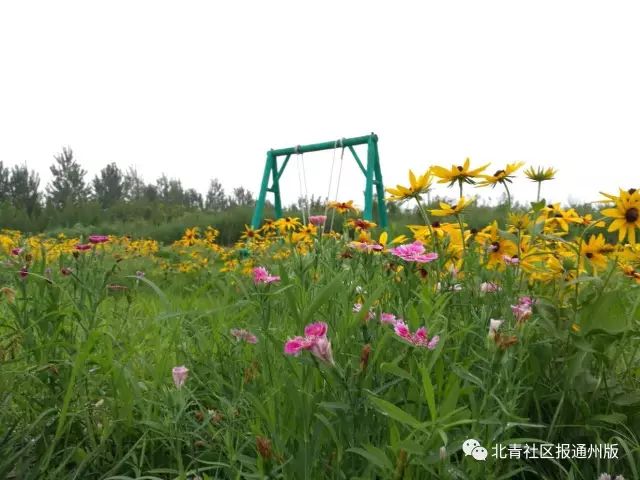 打卡北京紫谷伊甸园虞美人花海,通州看花的景点推荐免费