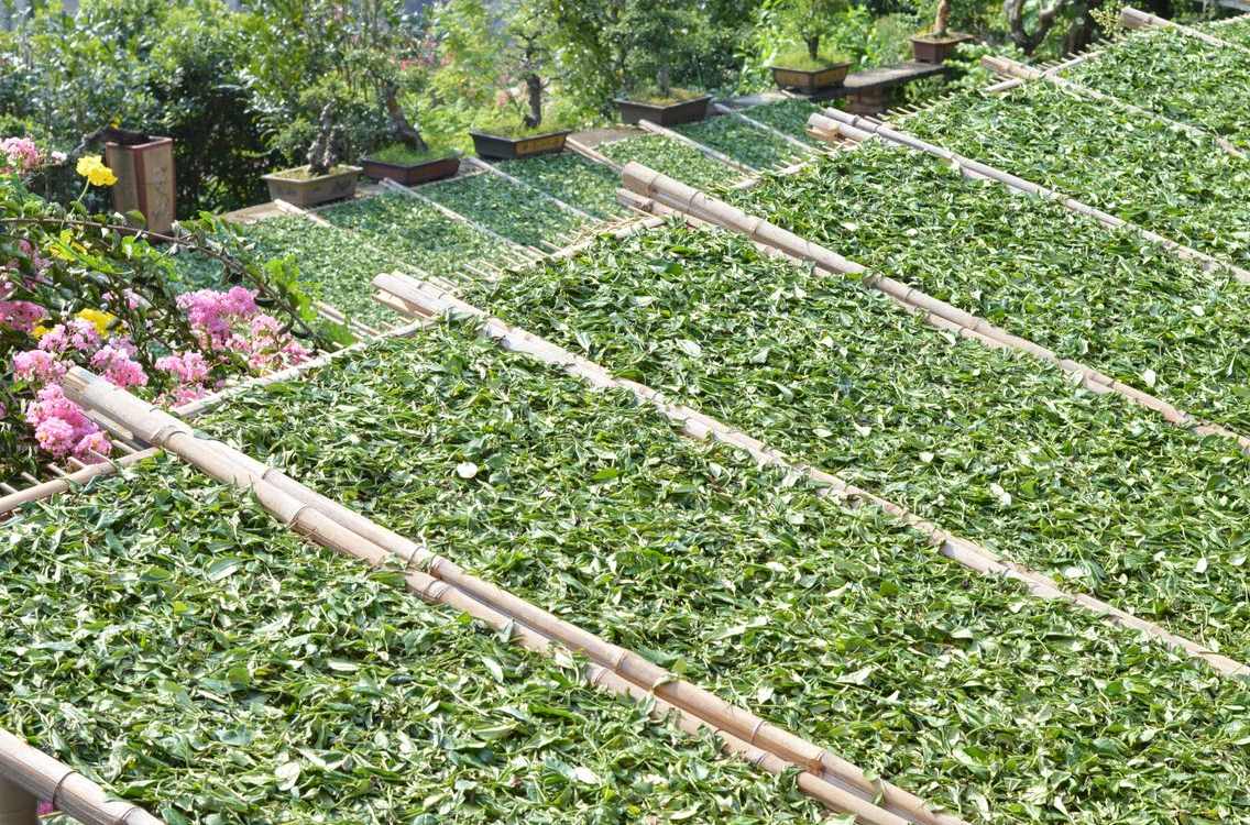 白茶制茶工艺流程及原理的讲解,绿茶制茶工艺流程及原理的讲解