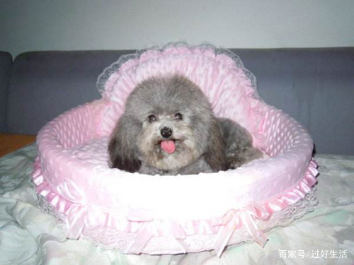 泰迪流脓鼻涕怎么治疗,泰迪有点流鼻涕怎么办