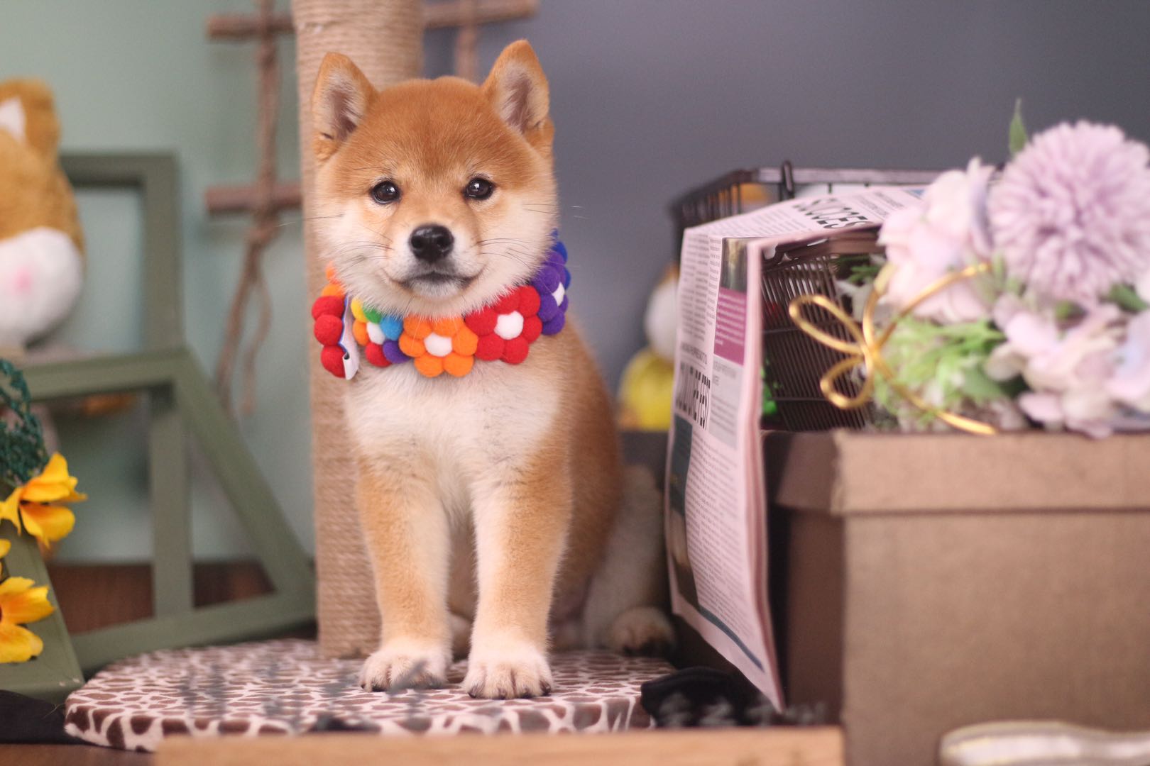 为什么正宗的柴犬那么贵,为什么柴犬都比较贵