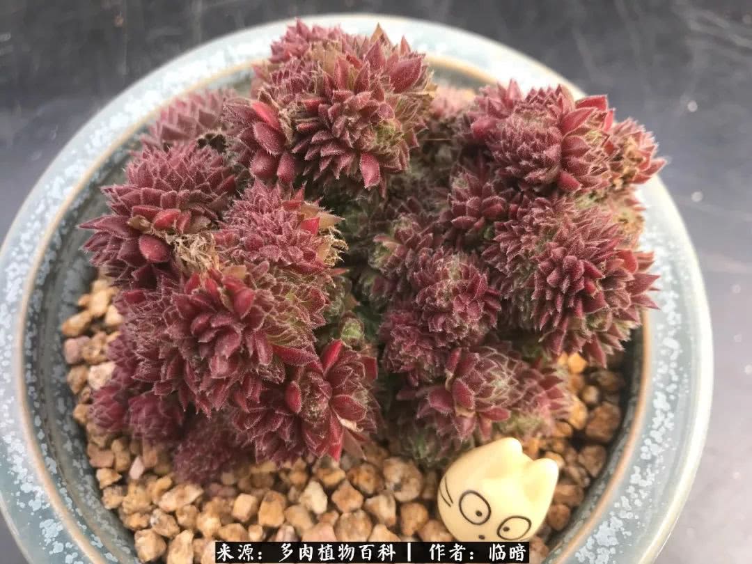 多肉带给我的感情,多肉给人们带什么作用