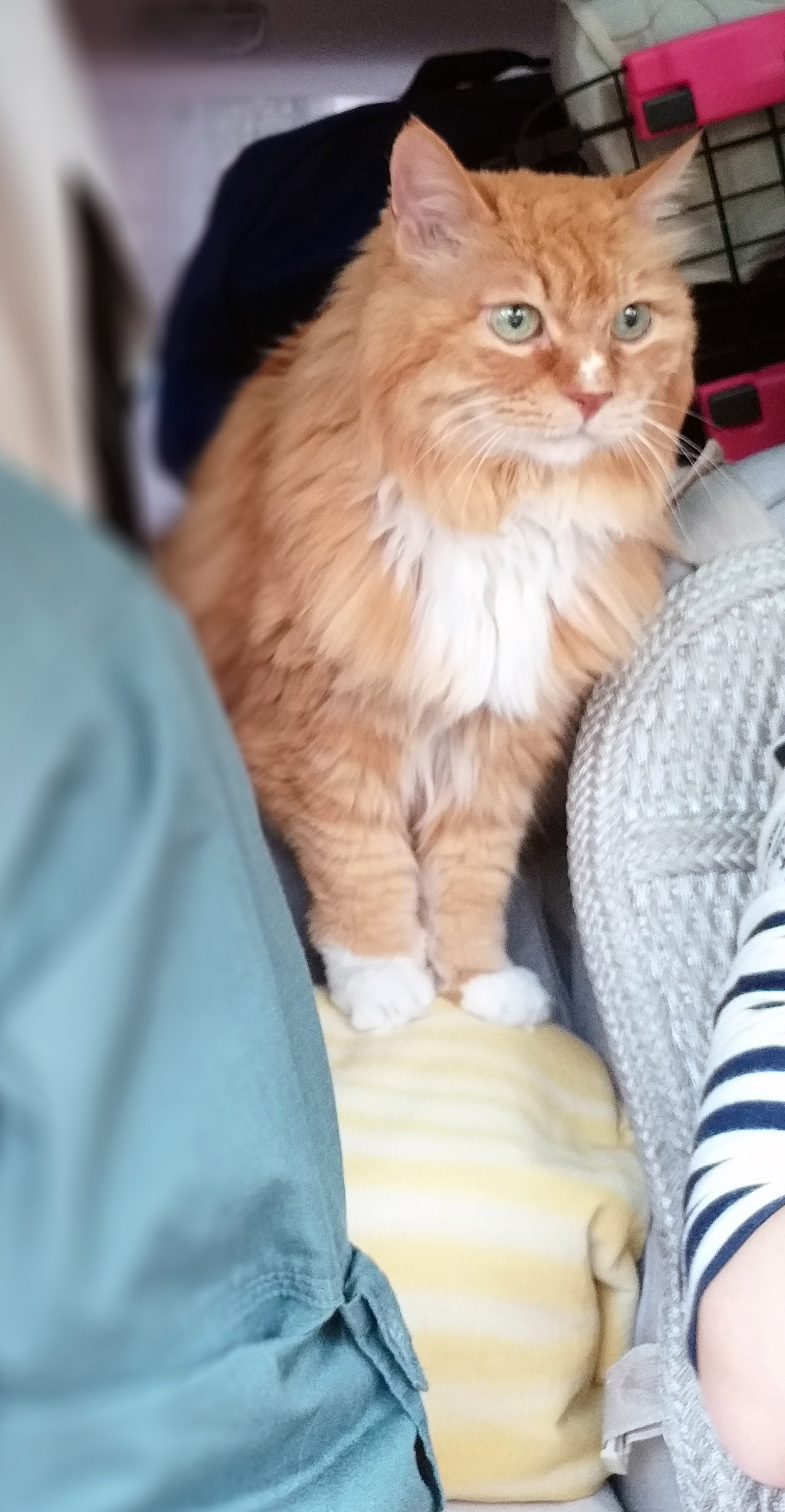 带猫长途自驾需要注意什么,带猫自驾游视频大全