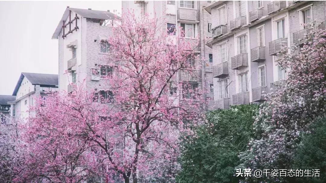 广西低调小城竟然藏了个小奈良,广西有座低调的养老小城