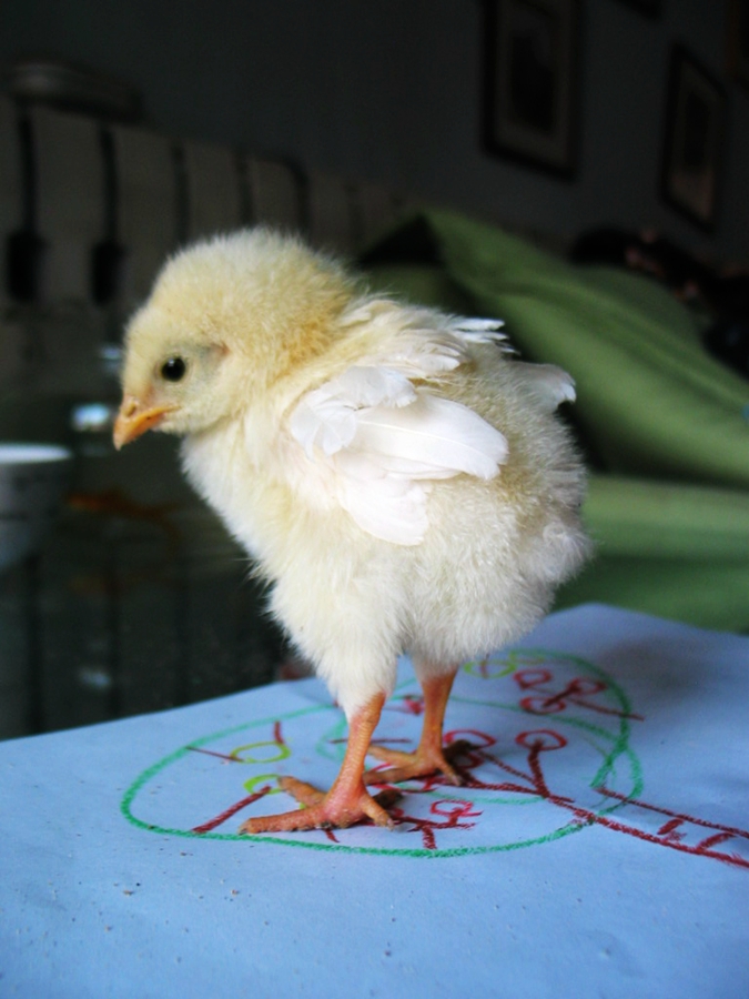 云影流落,云影为什么不直播了