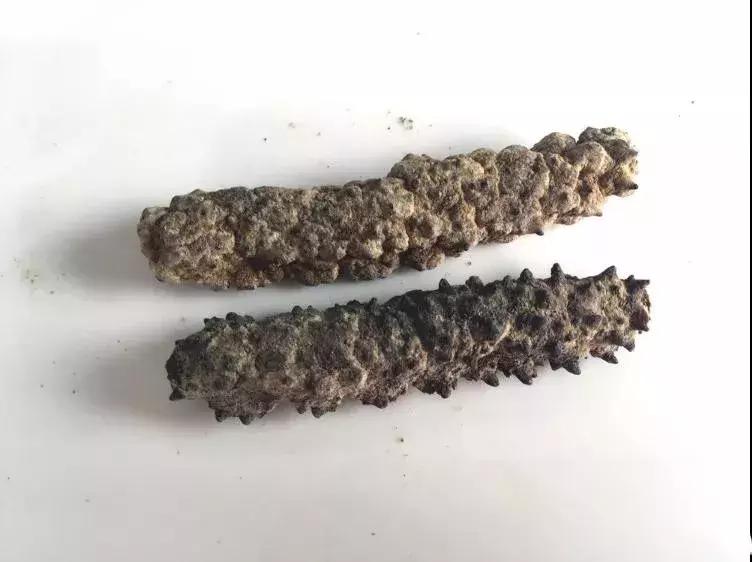 海参界最好的海参,海参物种科普