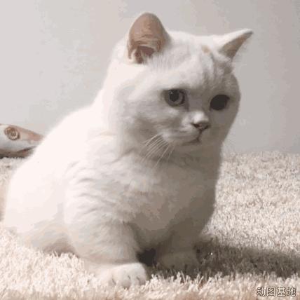 养了十几年的猫和男朋友分手了,女朋友要求丢掉养了3年的猫