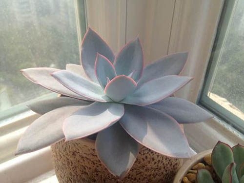 多肉广寒宫阳台,多肉广寒宫的养护知识