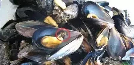 海鲜好吃但吃海鲜的禁忌你知道吗,海鲜蛏子哪个部位不能吃