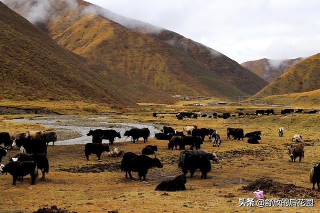青藏高原野牦牛特点,白牦牛生活在哪里