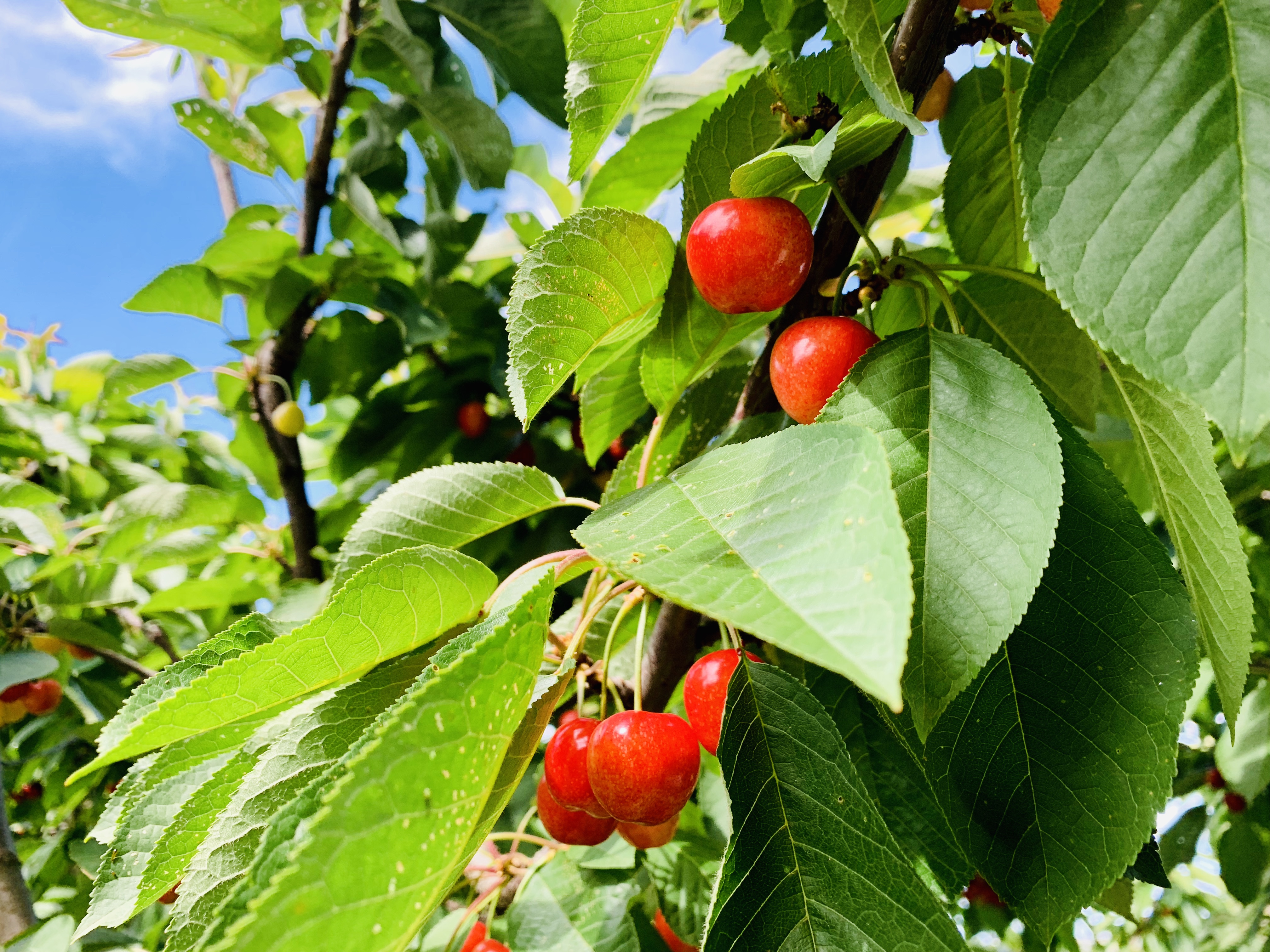 澳洲樱桃采摘,在澳洲采樱桃视频