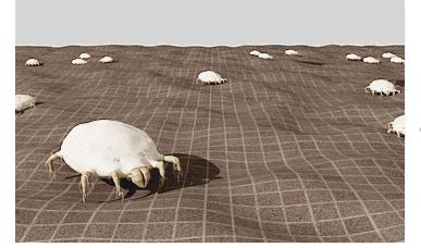 台风来了海岸上很多虫子,台风后出现的虫子