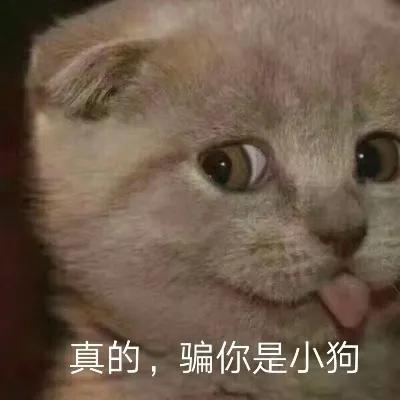 吐舌头的猫是有病吗,吐舌头的喵星人