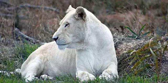 世界十大不寻常宠物,全球最稀有的宠物