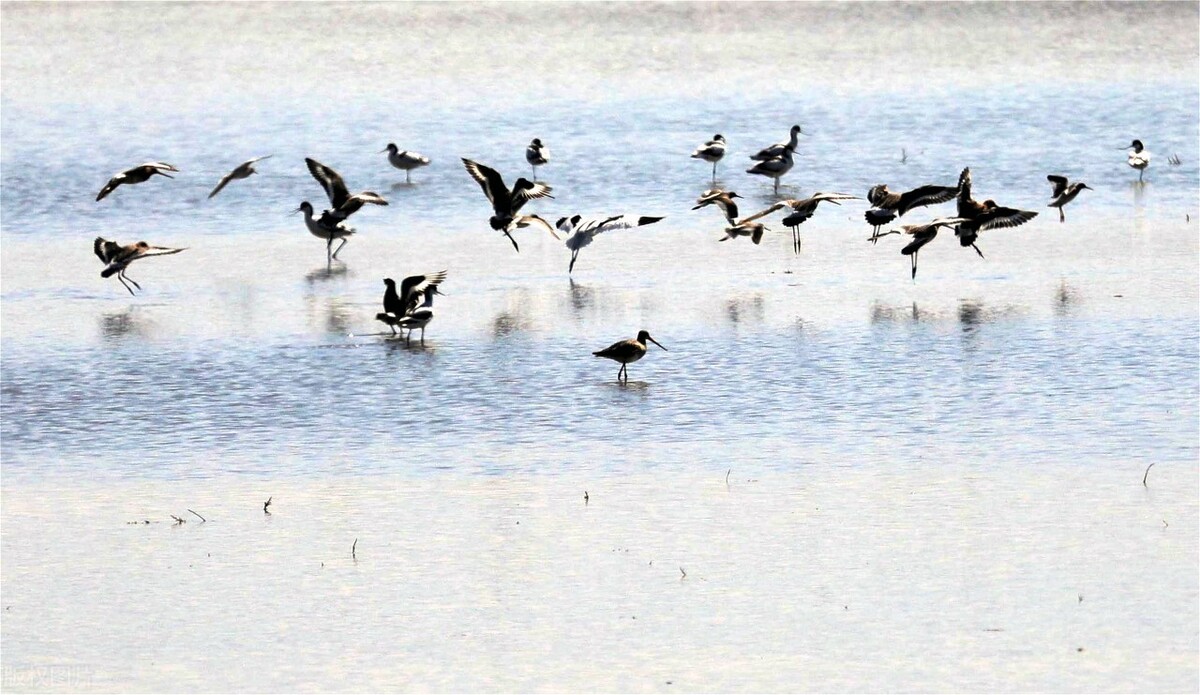 新疆旅行美丽的沙湾,新疆塔城沙湾旅游攻略