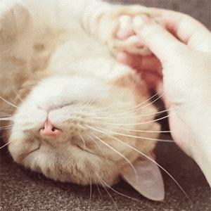 日本猫岛为什么有那么多猫,日本猫岛上为什么有这么多猫