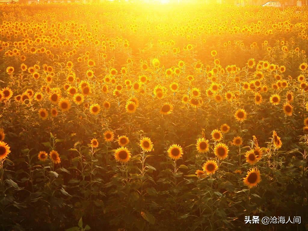 鲍勃迪伦音乐全集,blowinginthewind鲍勃迪伦