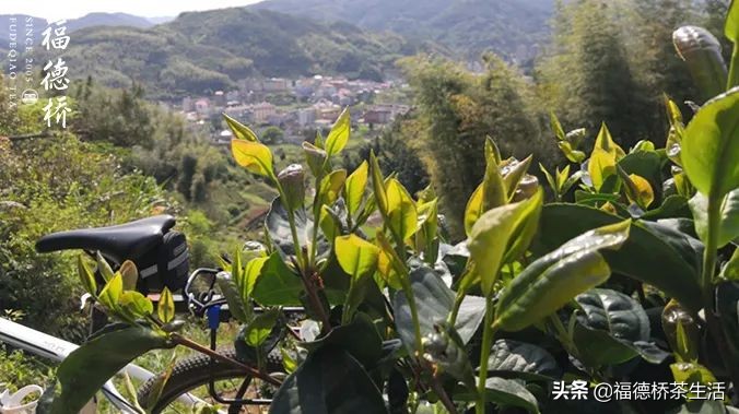 永春佛手春茶,永春佛手茶叶产区