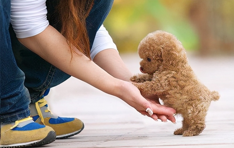 最受欢迎的泰迪熊,最受欢迎的泰迪颜色