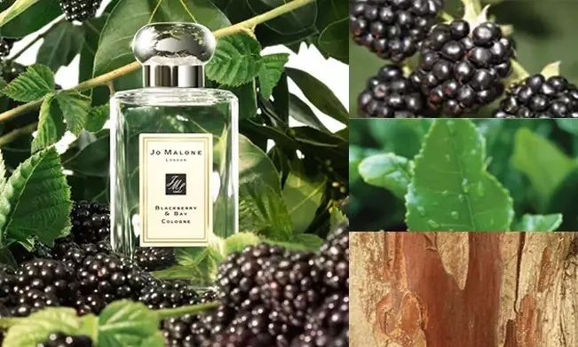 祖马龙香水测评,祖玛珑红玫瑰香水测评