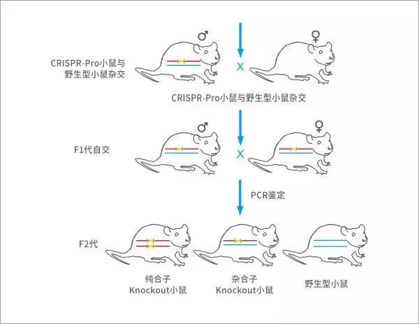 基因鼠繁育流程,基因编辑猪养殖