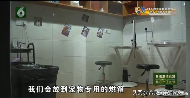 带猫咪出去洗澡就狂躁,如果英短猫发生了应激反应怎么办