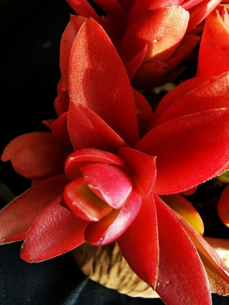 多肉砍头的怎么养,多肉怎么砍头才能爆发