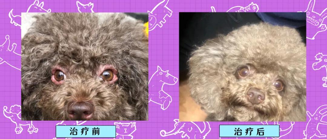 泰迪眼睑溃烂是什么原因,泰迪鼻子红肿流脓怎么回事