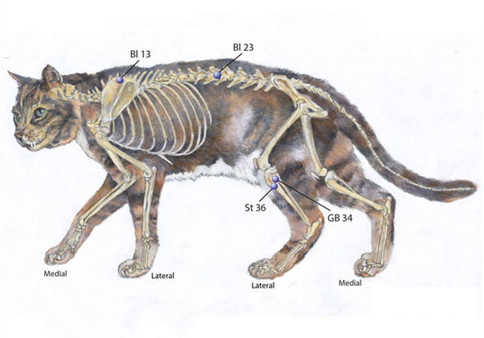猫咪铲屎官必须知道的事情,猫咪肺部肿瘤症状及治疗方法