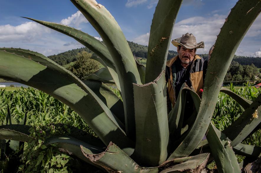 穿过玉米农田、冷杉森林，闯入墨西哥萤火虫梦幻小镇