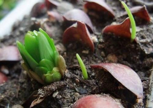 百合花开完插花瓶怎么养,百合花开完怎么处理第二年还会开