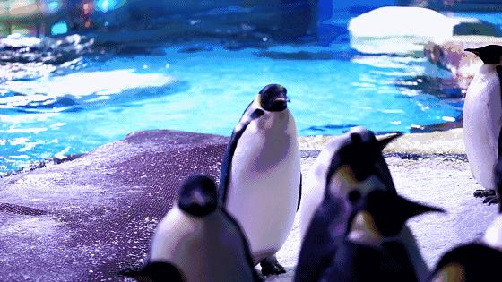 三月赏雨赏花,三月适合去哪儿看花