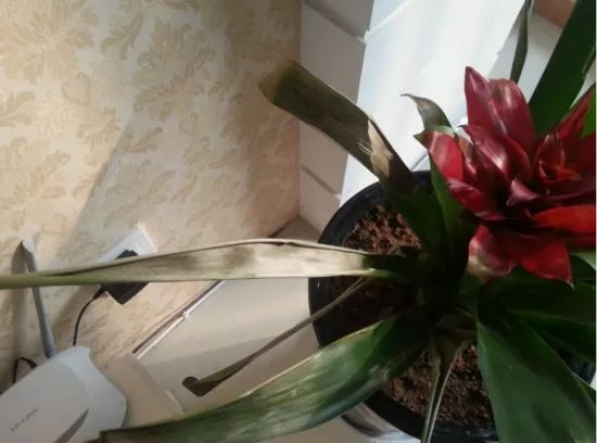 鸿运当头叶子发黄怎么回事,鸿运当头叶子发黄了什么原因