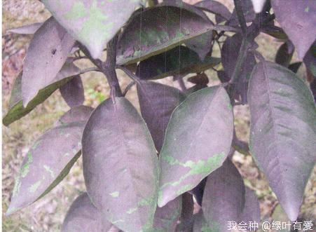 柑橘煤烟病怎么防治,柑橘煤烟病怎么治