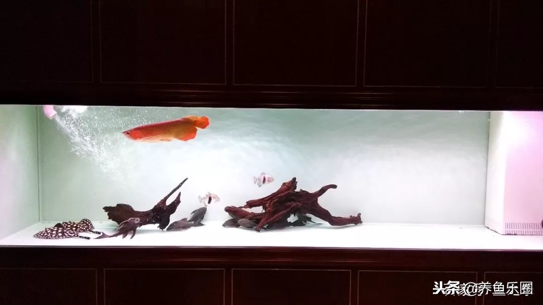 这位土豪家的渔场,光滤材就花了500多万,你确定不要见识一下?