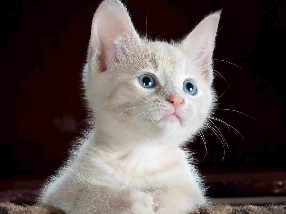 猫咪鱼油防掉毛,猫咪毛发柔顺光泽怎么办