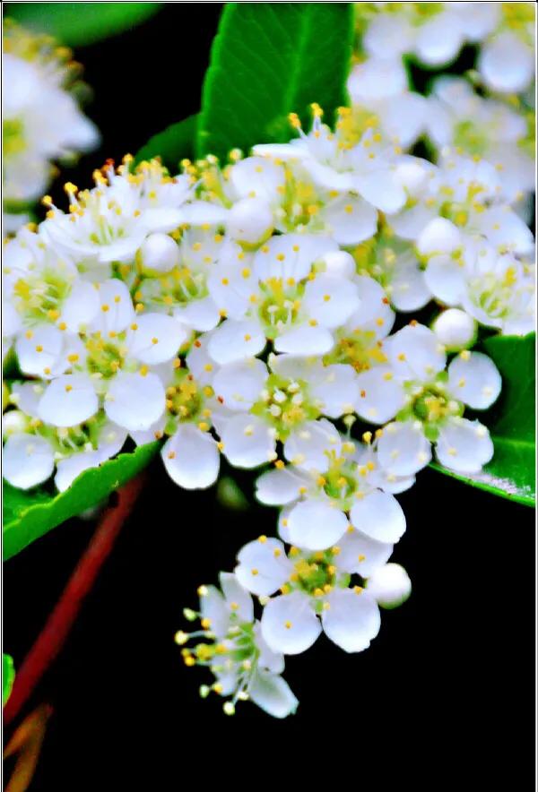 火棘树挂满果图,火棘花开