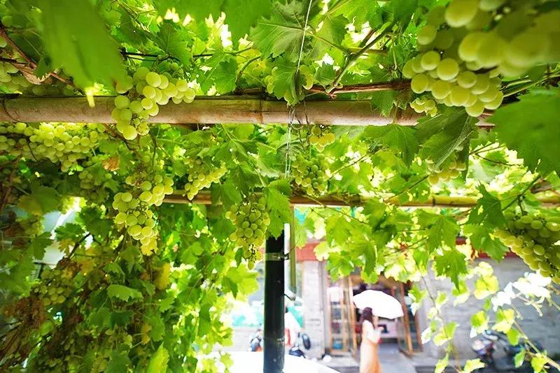 胡同里的日常生活,胡同里的北京生活